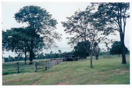 Pesquisa Mundial de Saúde - Área rural de Campo Grande/MS